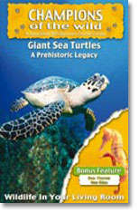 Giant Sea Turtles - Champions Of The Wild - Giant Sea Turtles / Sea Horses In Association With