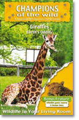 Giraffe - Champions Of The Wild - Giraffes / Wildlife Game Resrve In Association With Discovery