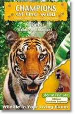 Tigers - Champions Of The Wild - Tigers / Gibbons In Association With Discovery Channel ALL AGES