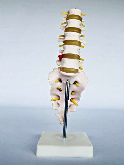 Lumbar Spine Model