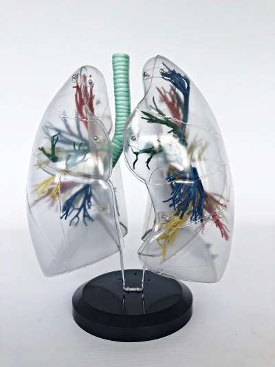 Transparent Lung Model