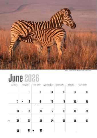 A4 Calendar  Wildlife Calendar 2026