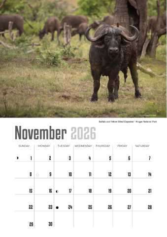 A4 Calendar  Wildlife Calendar 2026
