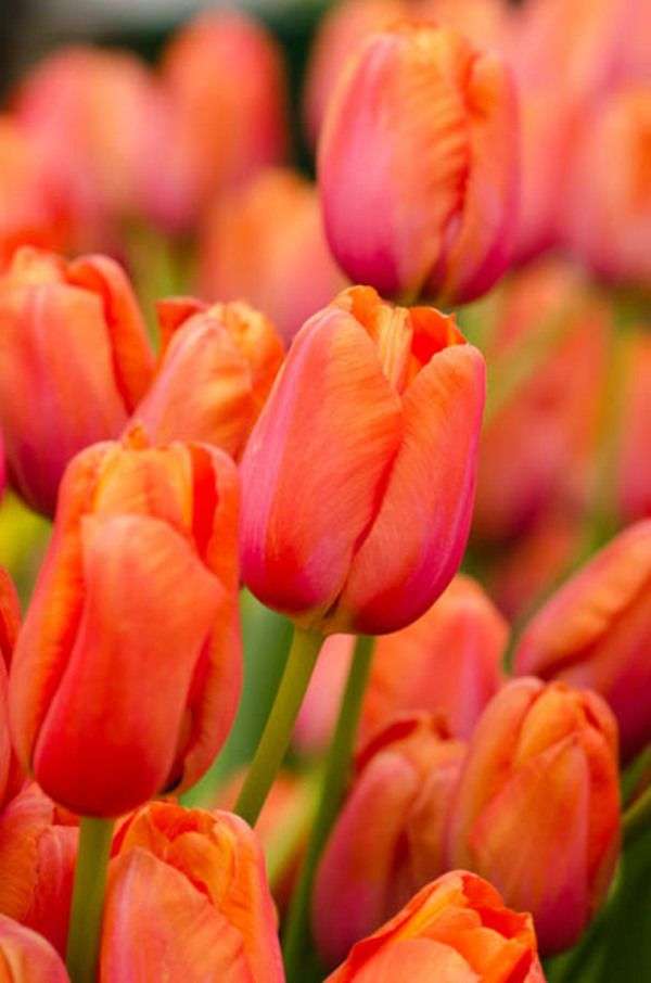 Tulips - Orange - 10 bulbs p-pack