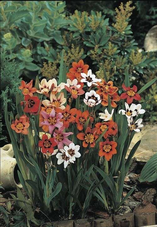 Sparaxis - Mixed - 50 bulbs p-pack