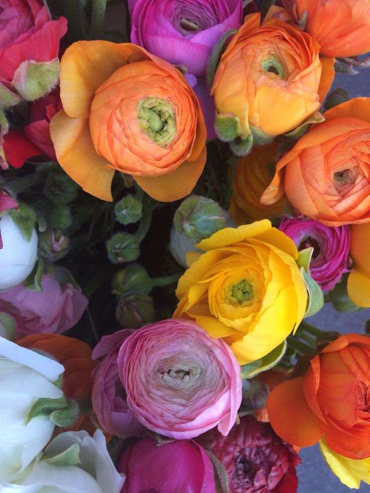 Ranunculus - Mixed - Value - 100 bulbs p-pack