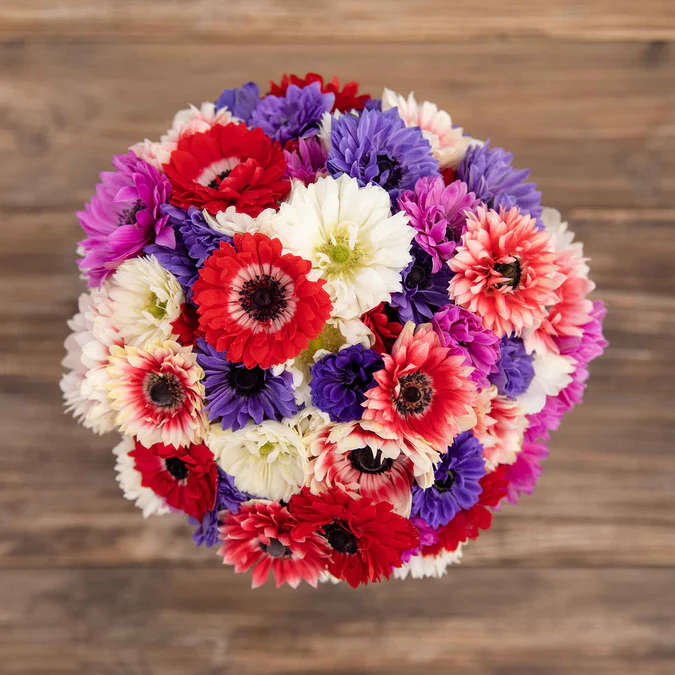 Anemone Double - Mixed - 25 bulbs p-pack