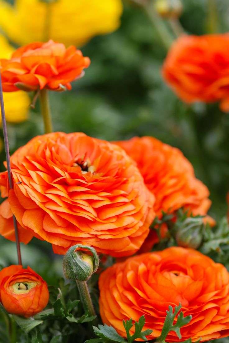 Ranunculus - Orange - 25 bulbs p-pack
