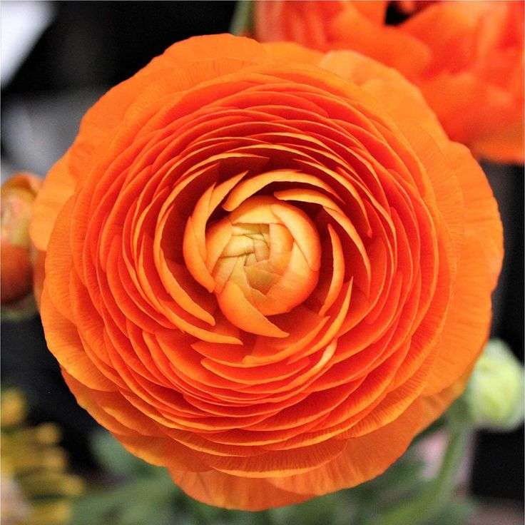 Ranunculus - Orange - 25 bulbs p-pack