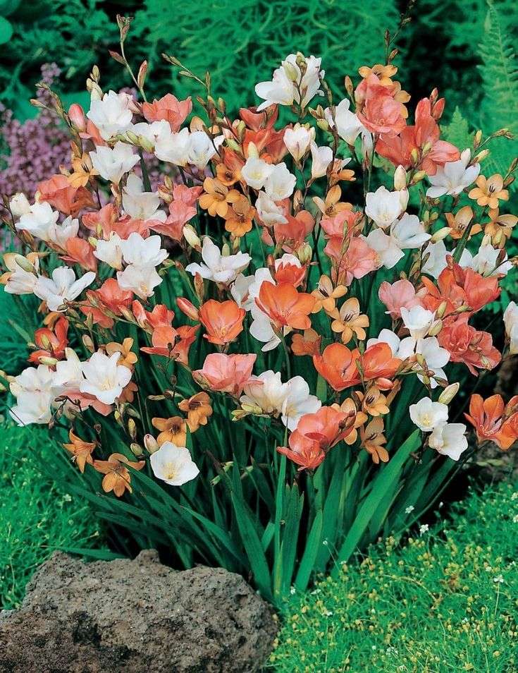 Tritonias - Mixed - 50 bulbs p-pack