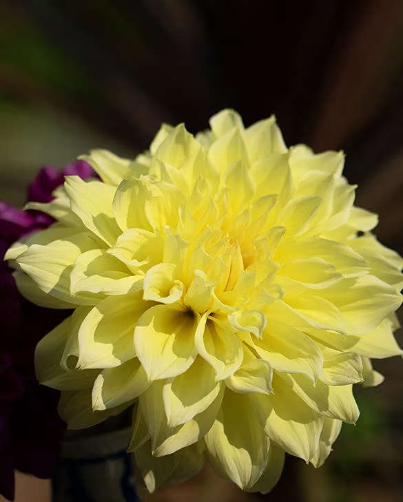Dahlia Dinner Plate - Kelvin's Floodlight