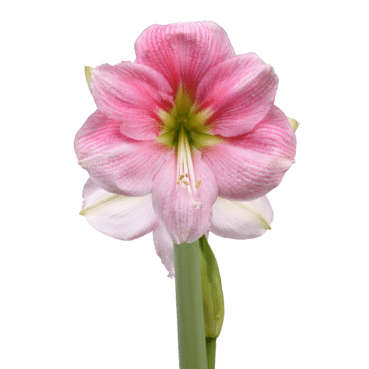 Amaryllis Symphony Single - Blushing Bride - 1 bulb p-pack