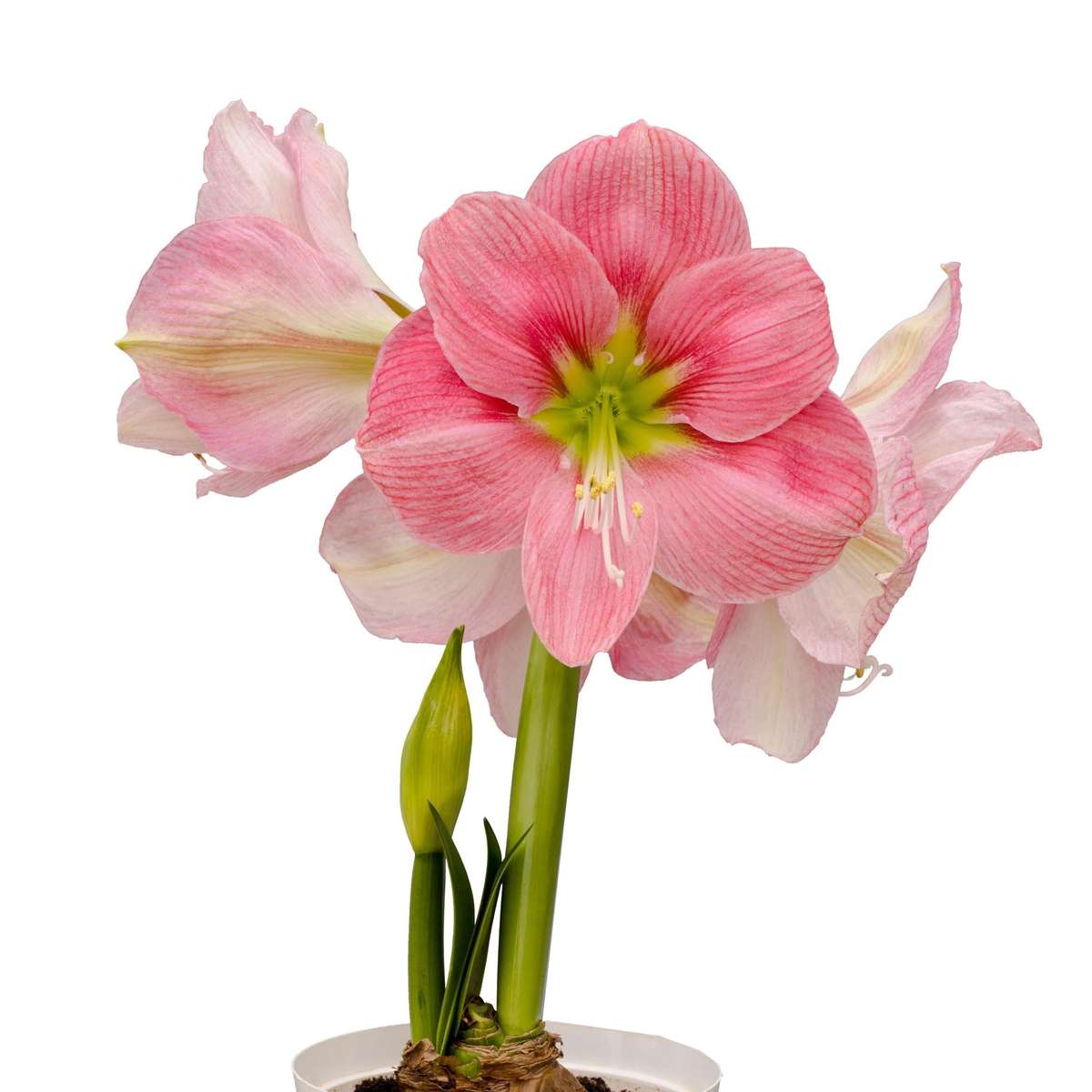 Amaryllis Symphony Single - Candy Floss - 1 bulb p-pack