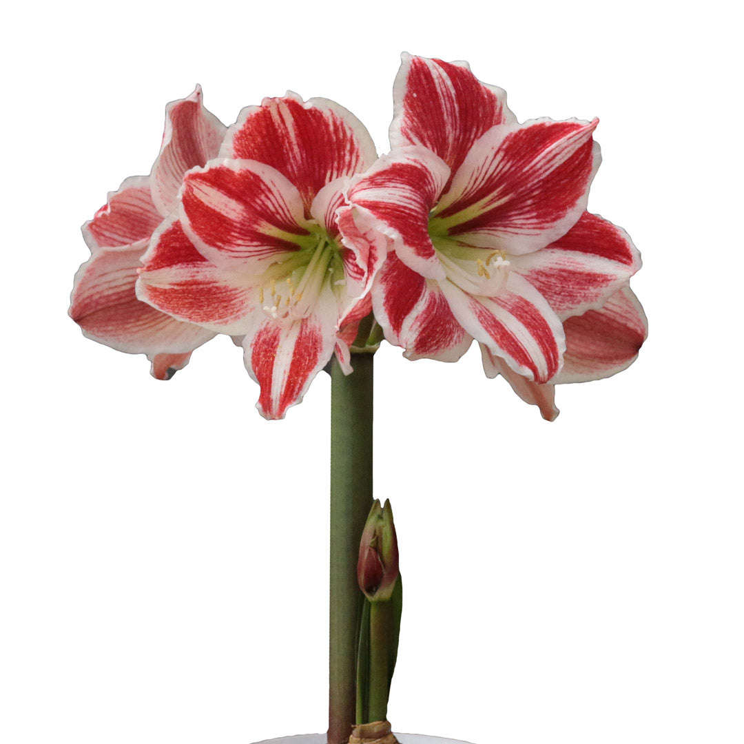 Amaryllis Symphony Single - Carnival - 1 bulb p-pack