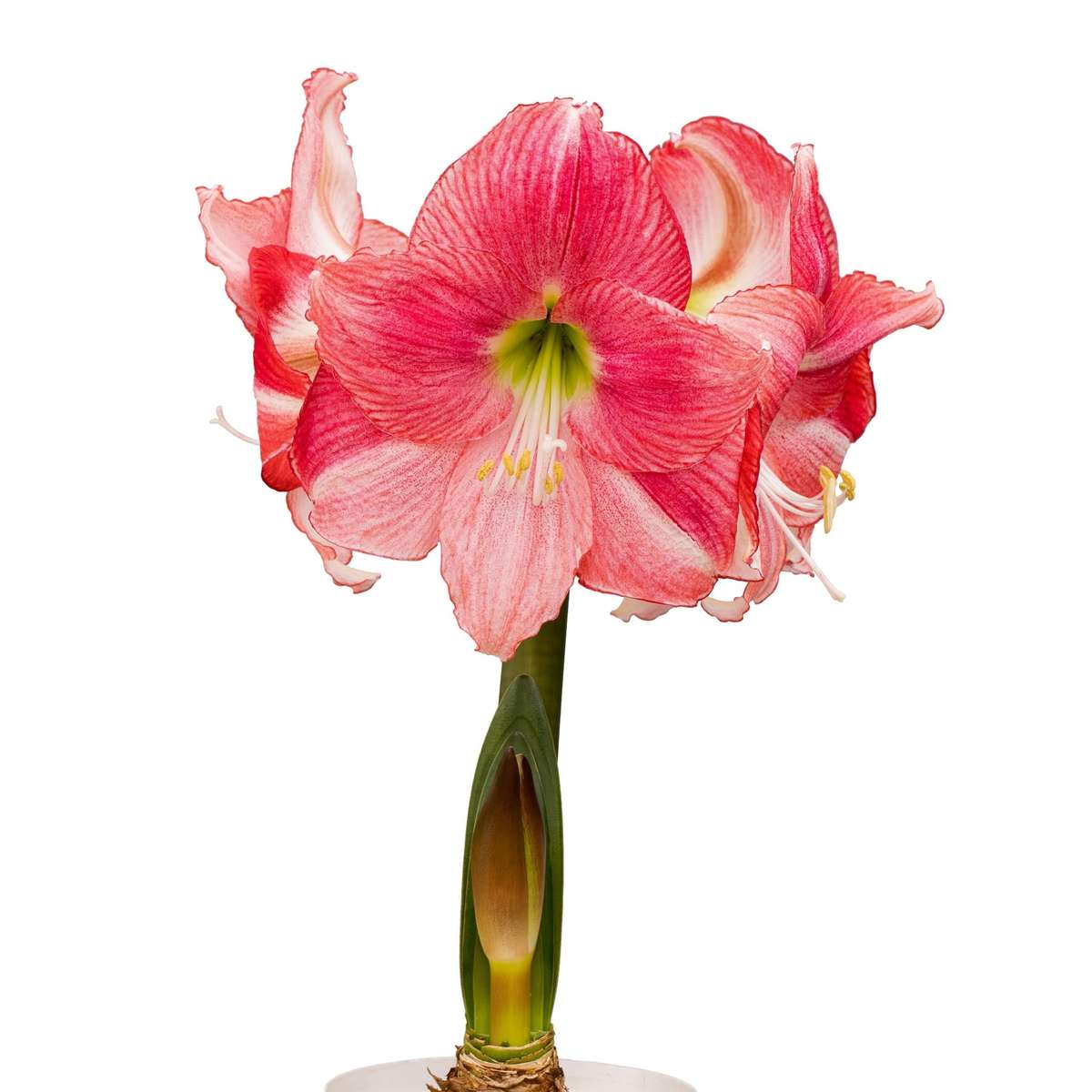 Amaryllis Symphony Single - Hollywood - 1 bulb p-pack