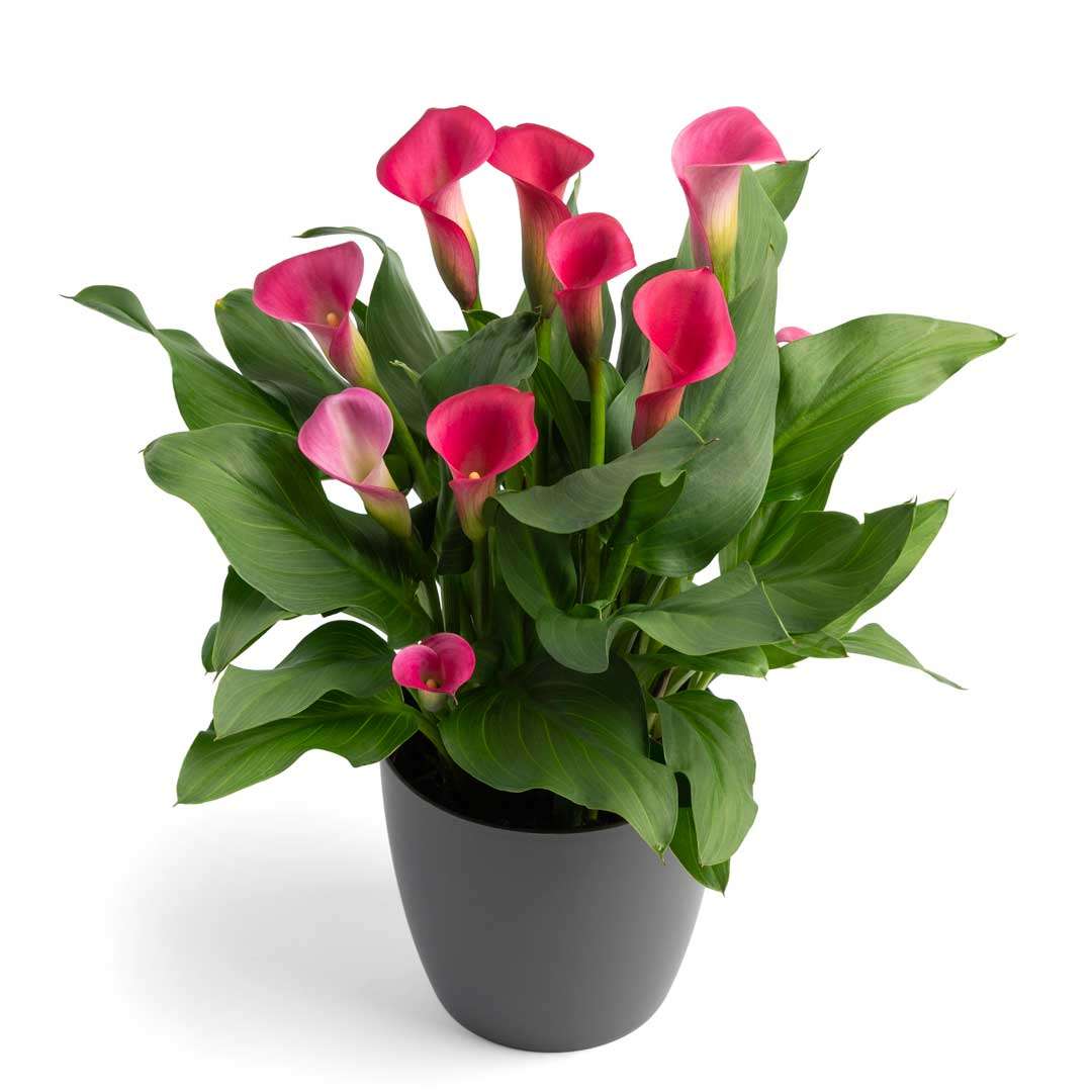 Zantedeschia - Pillow Talk - 1 bulb p-pack