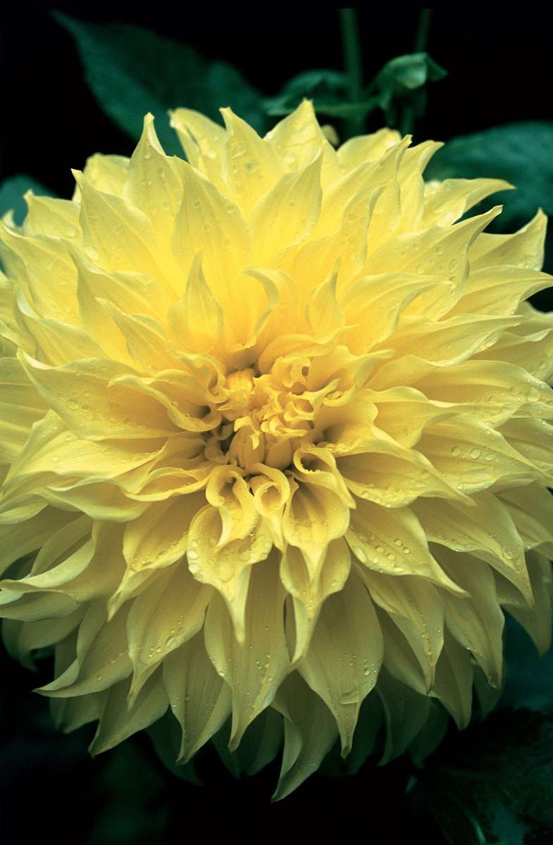 Dahlia Dinner Plate - Kelvin's Floodlight
