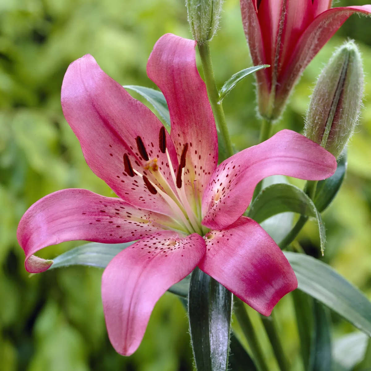 Lilium Asiflorum - Pink - 5 bulbs p-pack (188)