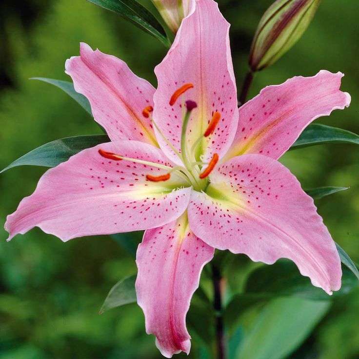 Lilium Asiflorum - Pink - 5 bulbs p-pack (188)
