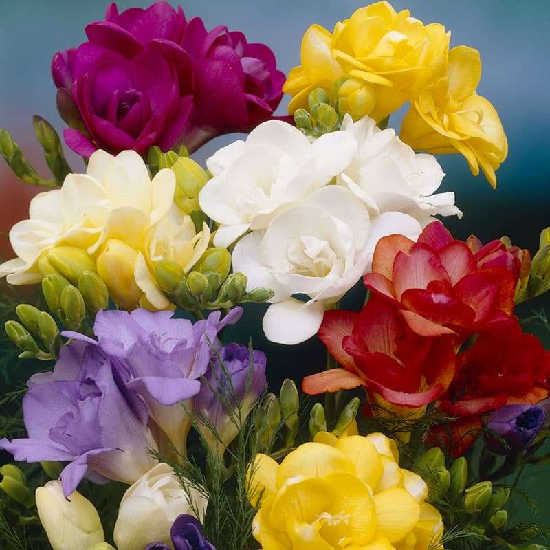 Freesias - Double Mixed (Regular) - 50 bulbs p-pack