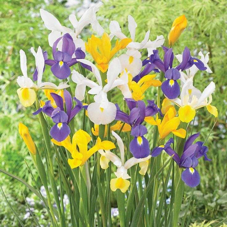 Dutch Iris - Mixed - 50 bulbs p-pack