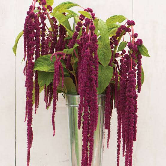 Love-Lies-Bleeding (RED) Seeds - "Amaranthus caudatus"