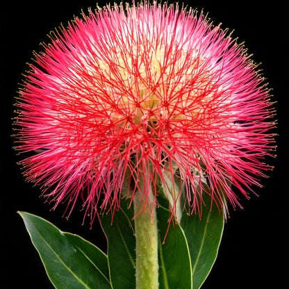 Scadoxus multiflorus - 2 bulbs p-pack