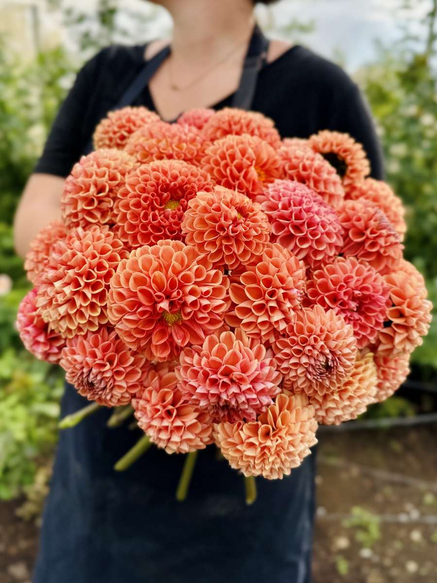 Dahlia - Cornel Bronze