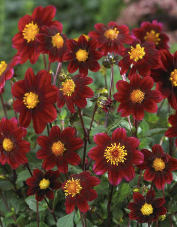 Dahlia - Topmix Purple