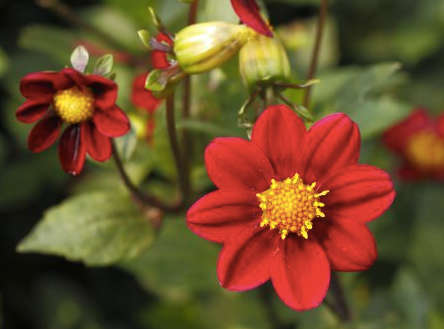 Dahlia - Topmix Purple