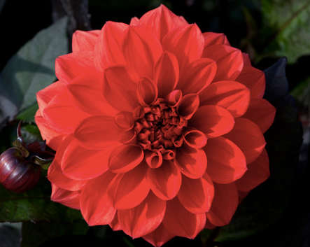 Dahlia - Ellen Huston