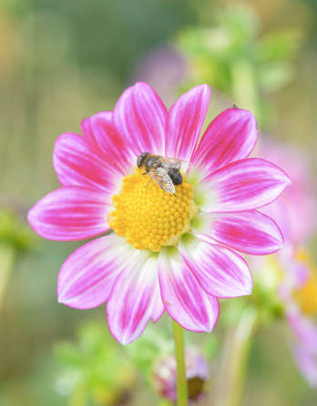 Dahlia - Freya's Sweetheart