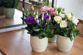 Lisianthus Pot Julietta Mix (White, Pink, Blue)