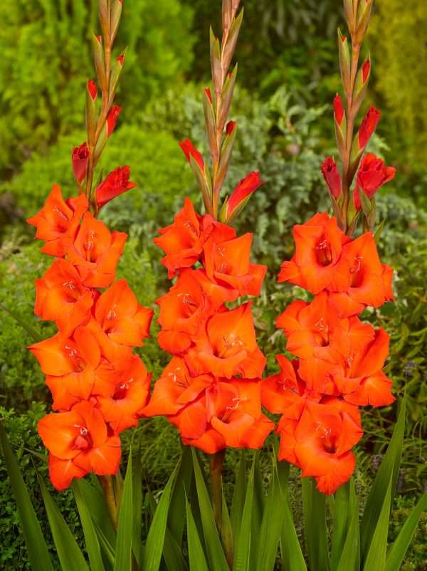Gladiolus - Cartago