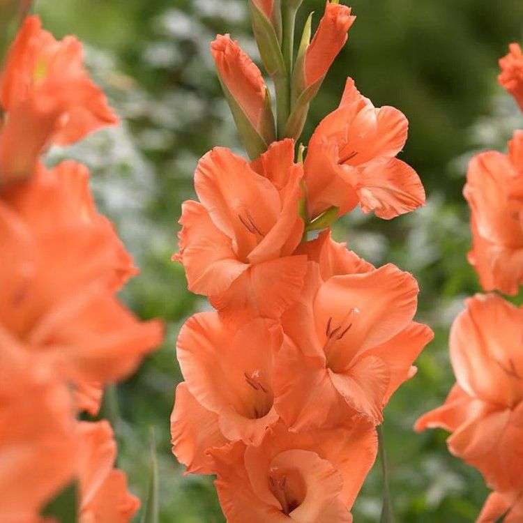 Gladiolus - Avicci