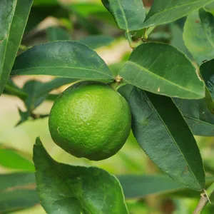 Lime  West Indian Key