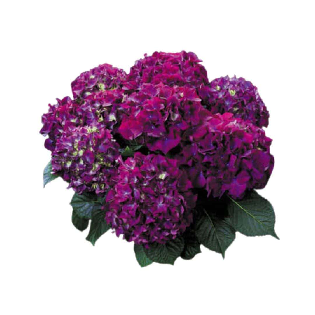 Hydrangea Macrophylla - Red Beauty Purple®