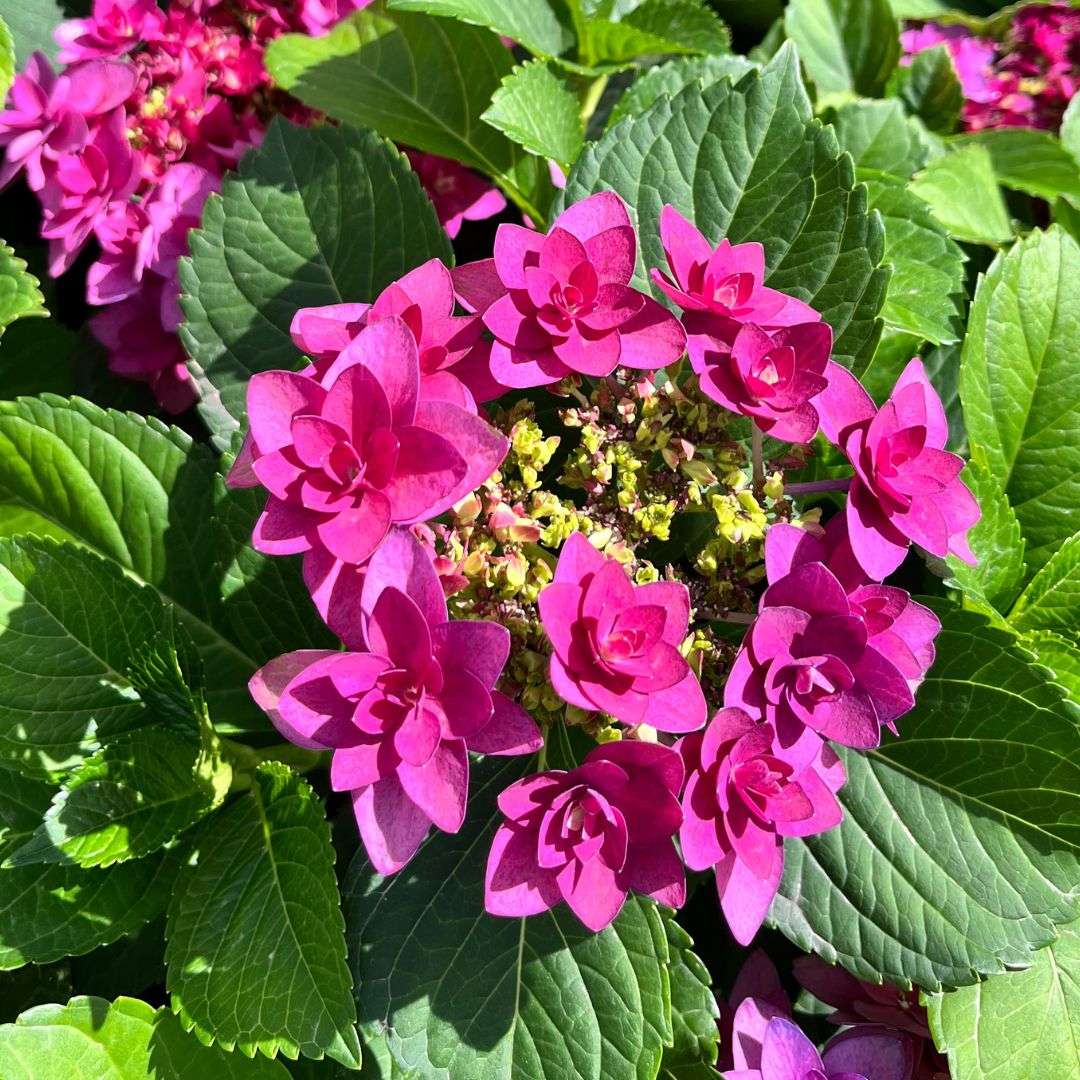 Hydrangea Macrophylla - Francy Hot Pink®