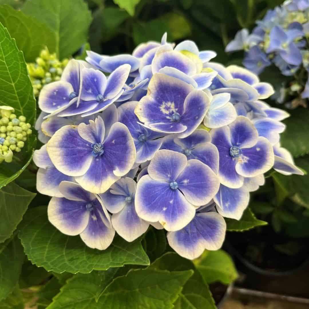 Hydrangea Macrophylla - Blue with White edge