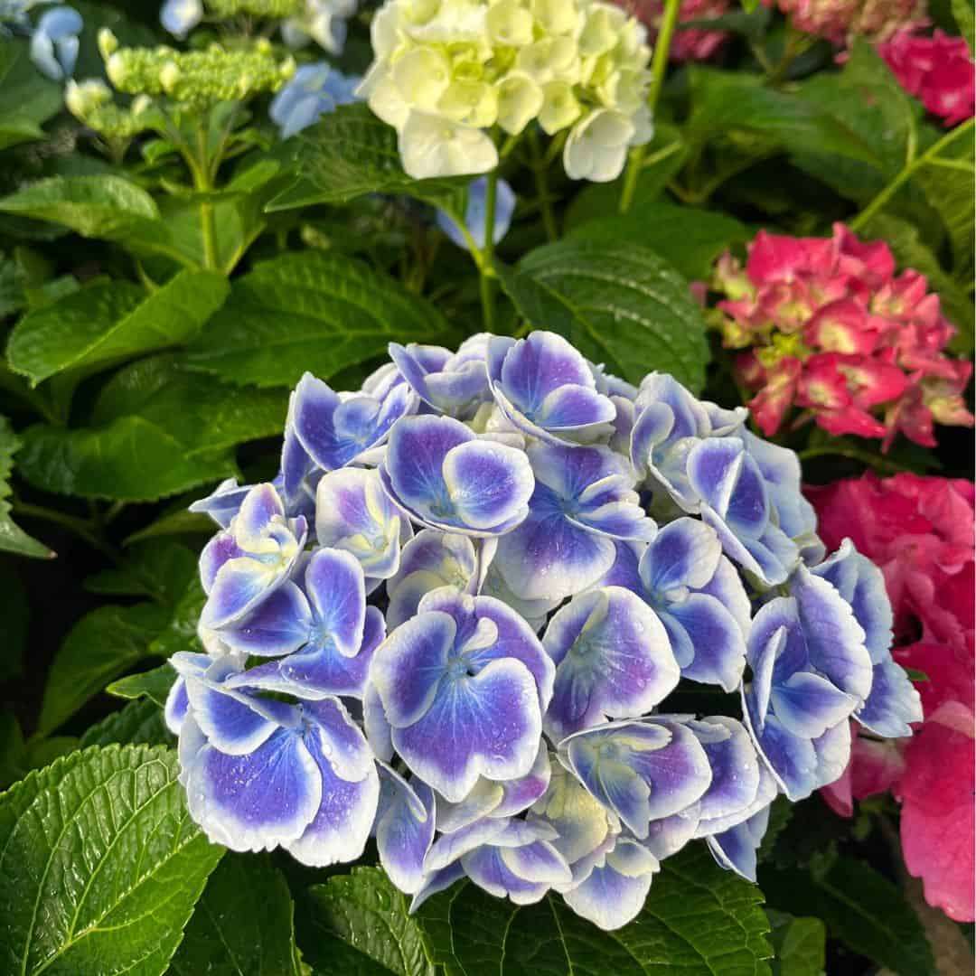 Hydrangea Macrophylla - Blue with White edge