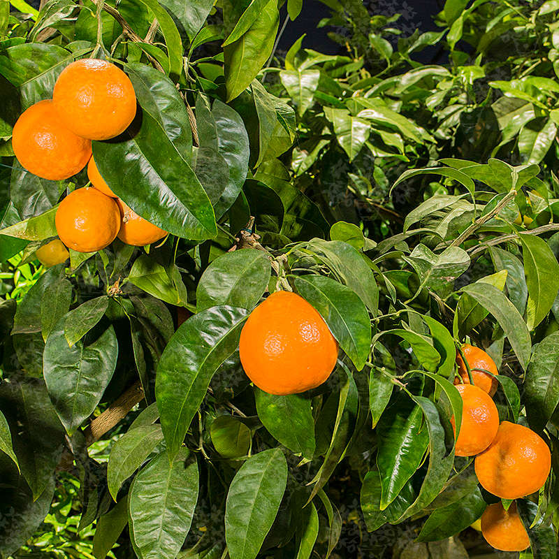 Minneola Mandarin