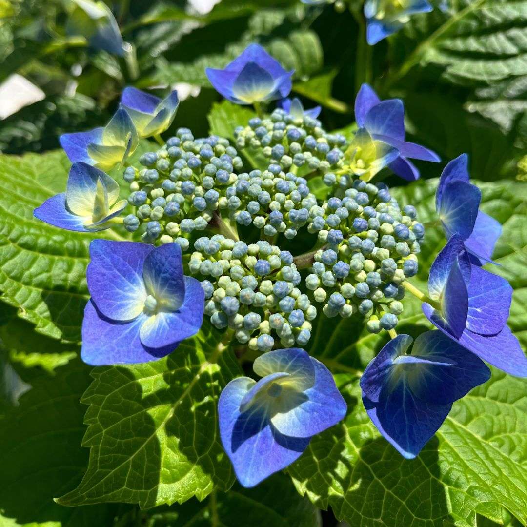 Hydrangea Macrophylla - Blue Lacecap