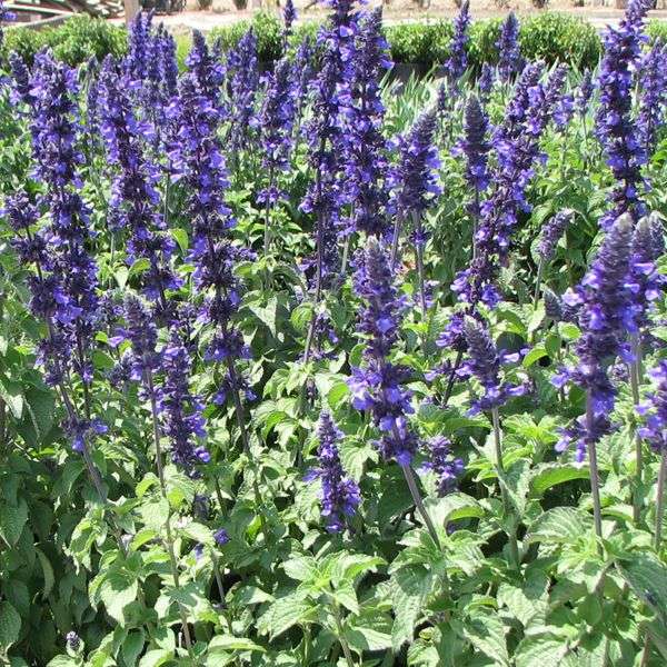 Salvia - Mystic Spires