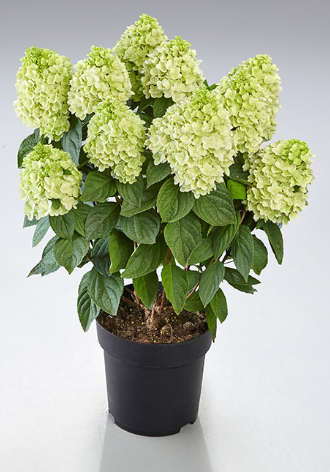 Hydrangea Paniculata - Panenka®