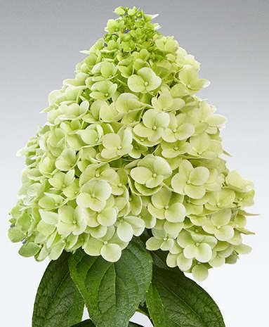 Hydrangea Paniculata - Panenka®