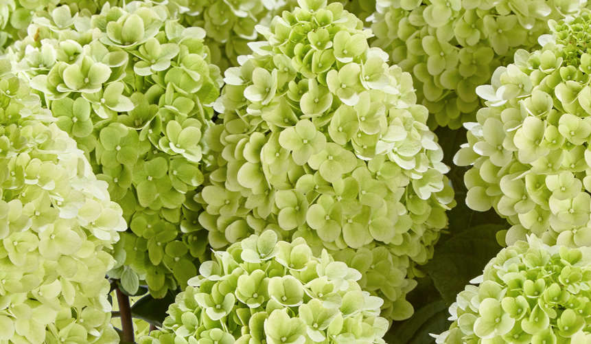 Hydrangea Paniculata - Panenka®