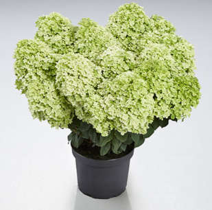 Hydrangea Paniculatum - Pansana®