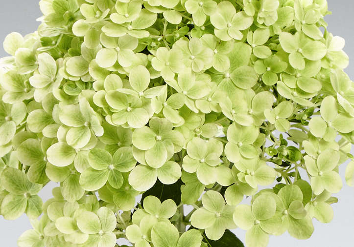 Hydrangea Paniculatum - Pansana®