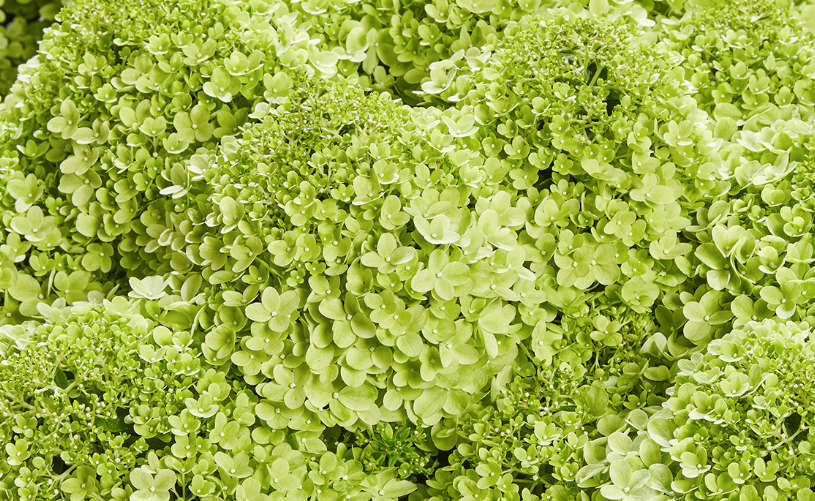 Hydrangea Paniculatum - Pansana®