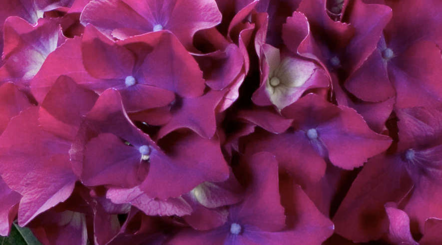 Hydrangea Macrophylla - Red Beauty Purple®